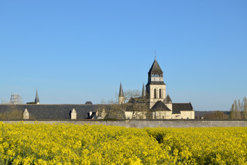 Abbaye de Fontevraud et champ de colza