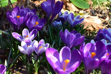 Crocus fleur mauve safran