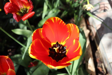 Tulipes bicolores rouge et jaune au printemps - Département du Rhône - France