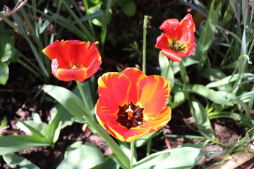 Tulipes bicolores rouge et jaune au printemps - Département du Rhône - France