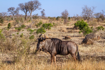 Fototapeta premium Blue wildebeest in savannah scenery in Kruger National park, South Africa ; Specie Connochaetes taurinus family of Bovidae