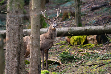 cerf 