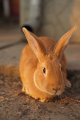 rabbit