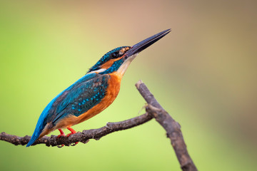 Fototapeta premium Image of common kingfisher (Alcedo atthis) perched on a branch on nature background. Bird. Animals.