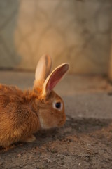 rabbit