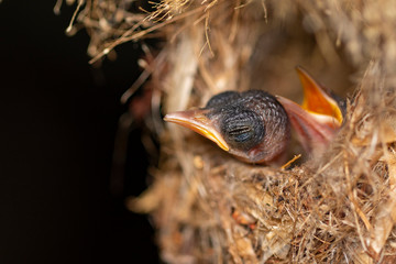 Image of baby birds are waiting for the mother to feed in the bird's nest on nature background. Bird. Animals.