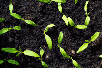Tomato seedlings on the windowsill.