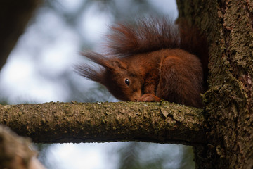 écureuil 