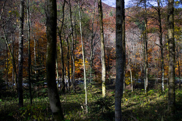 Naklejka premium autumn photo trip to Pian delle Gorre in Valle Pesio