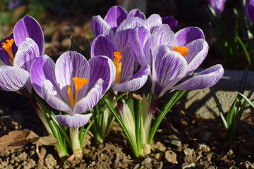 Crocus fleur mauve safran