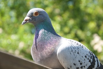 Pigeon resting on a fence