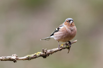 le pinson des arbres
