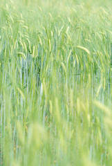 Soft wheat spikes swaying in the wind