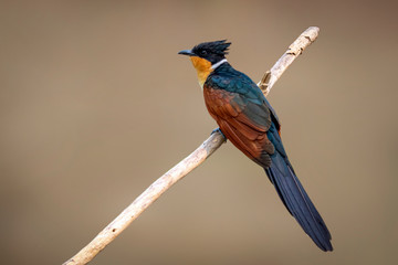 Image of Chestnut-winged Cuckoo bird(Clamator coromandus) on a branch on nature background. Bird. Animals.