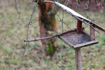 European Greenfinch eating seeds on fodder rack in winter