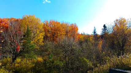 Fototapeta premium View of a lot of colorful trees from the exterior of a forest during a beautiful day of autumn in Canada.