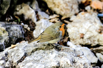 Small bird robin with orange breast sits on stone against the background of other stones in the center of the frame close up horizontal orientation