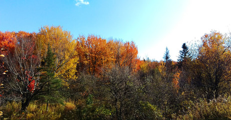 Fototapeta premium Bright view of a lot of colorful trees from the exterior of a forest during a beautiful day of autumn in Canada.