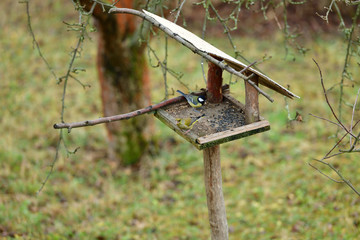 Great tit eating seeds on fodder rack in winter together with european greenfinch