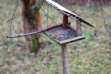 European Greenfinch eating seeds on fodder rack in winter