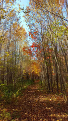 A long and peaceful path in the middle of a young Canadian forest during a beautiful sunny day of autumn.