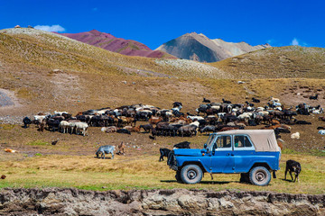 The shepherd's car and grazing goats at the foot of the mountain. Beautiful landscape. Kyrgyz...
