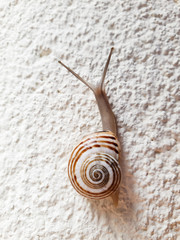 Snail climbing on the white wall