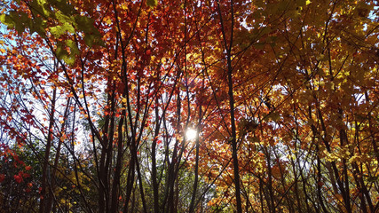 The bright light of the sun piercing through a thick layer of orange leaves from many young Canadian maple trees.