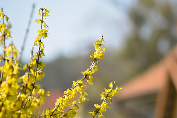 yellow flowers in spring