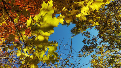 A mix of many treetops in different stages of autumn during a beautiful day in a peaceful Canadian forest.