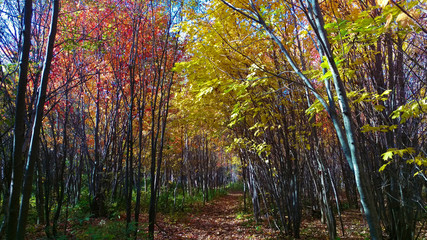 Young and colorful forest with a peaceful path during a beautiful day of autumn in Quebec, Canada.