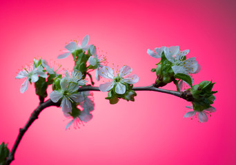 
Branch with white flowers of a cherry on a pink background