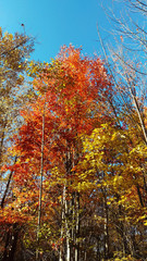 Fototapeta na wymiar Orange and yellow trees from a peaceful Canadian forest during a beautiful sunny day of autumn 2019.