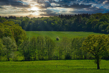 Naklejka premium Landschaft,Hintergrund,Wiese,Wald,Bäume