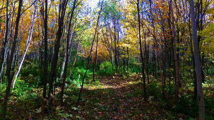 Peaceful path in a young colorful forest from Quebec, Canada during a beautiful day of autumn.