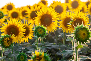 close-up of a beautiful sunflower in a field