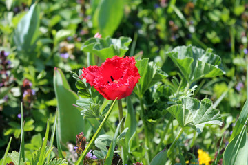 red Tulip in green grass