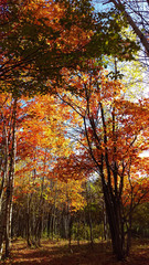 Vertical photo of a colorful forest full of vibrant colors in the bright sunlight of the Canadian autumn.