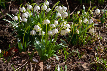 snowdrops in spring