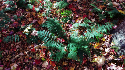 Canadian forest: Green ferns with rays of sunlight growing over a mat of dead leaves.