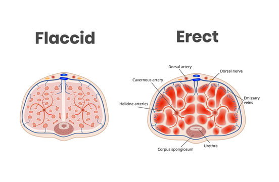 Flaccid and erect penis anatomy