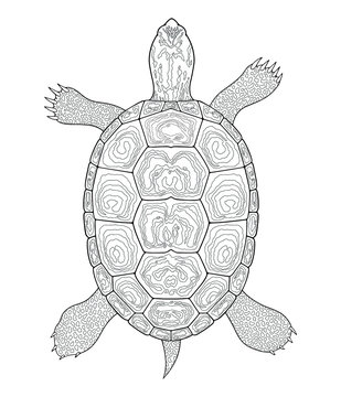 Diamondback Terrapin turtle outline. Black and white vector illustration. Top view, Isolated turtle on white background