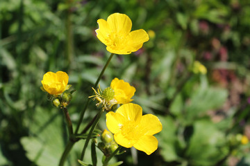 Obraz premium yellow flowers in the garden
