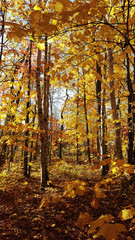Vertical photo of a lot of yellow leaves from Canadian trees in a peaceful forest.