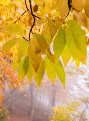 Autumn leaves in the misty forest