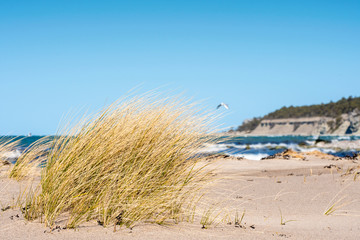 Fototapeta na wymiar Grass on sand beach on an spring day, Sweden
