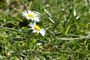 daisy flower in grass