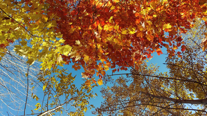 Different treetops from a young Canadian forest full of colors in the Province of Quebec.