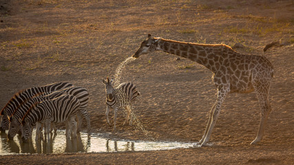 Group of Plains zebras and giraffe drinking in waterhole at dawn in Kruger National park, South...