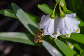 bee on flower